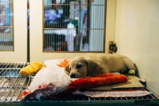 parvo greene shelter unvaccinated