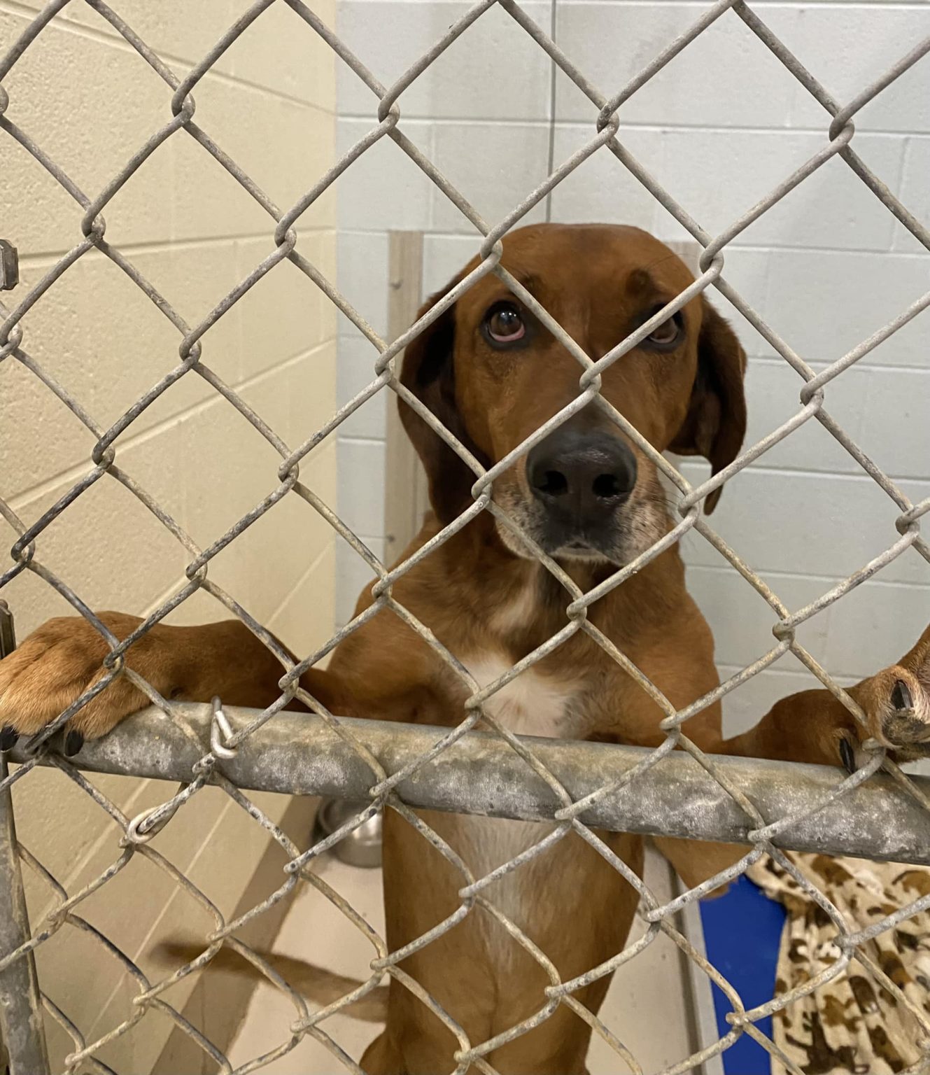 Washington County, Tennessee Animal Shelter at full capacity; halts